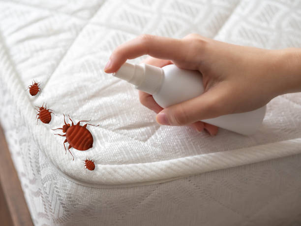 Best Flea Control Services  in Westbury, NY